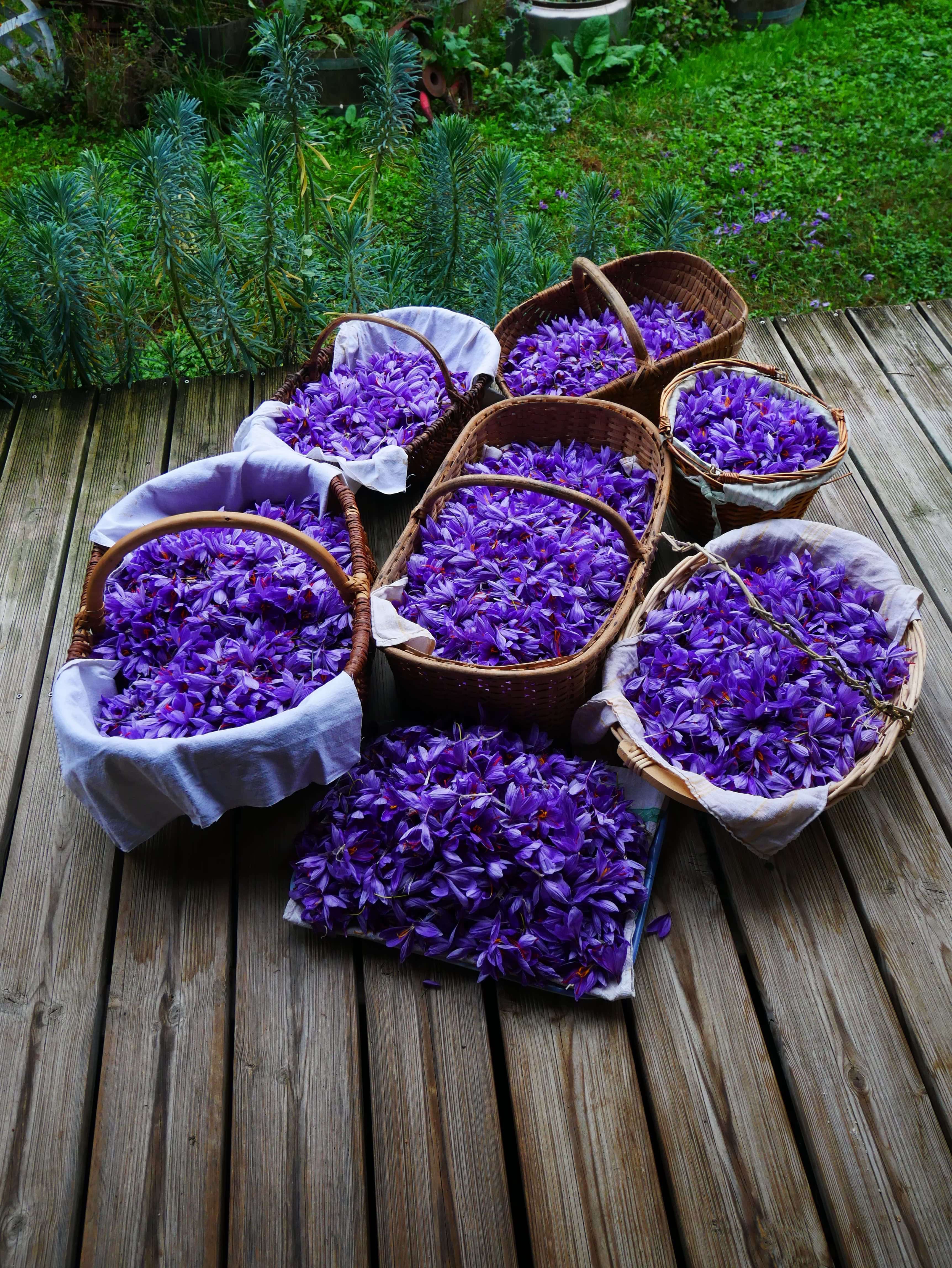 Récolte de fleurs de safran